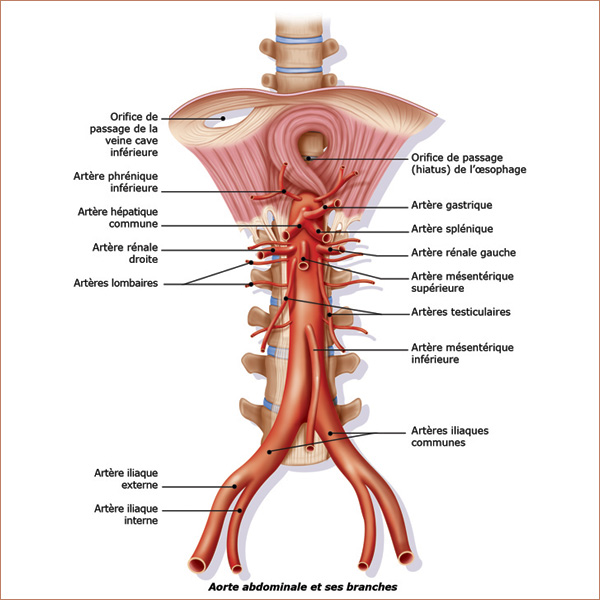 Aorte Abdominale