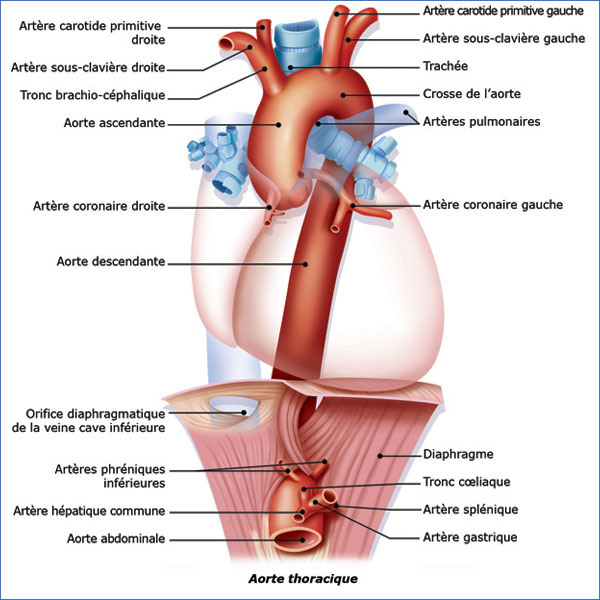 Aorte Tharacique