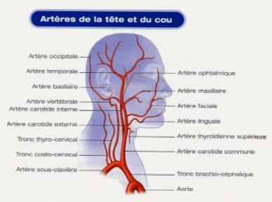 Arteres-Tete